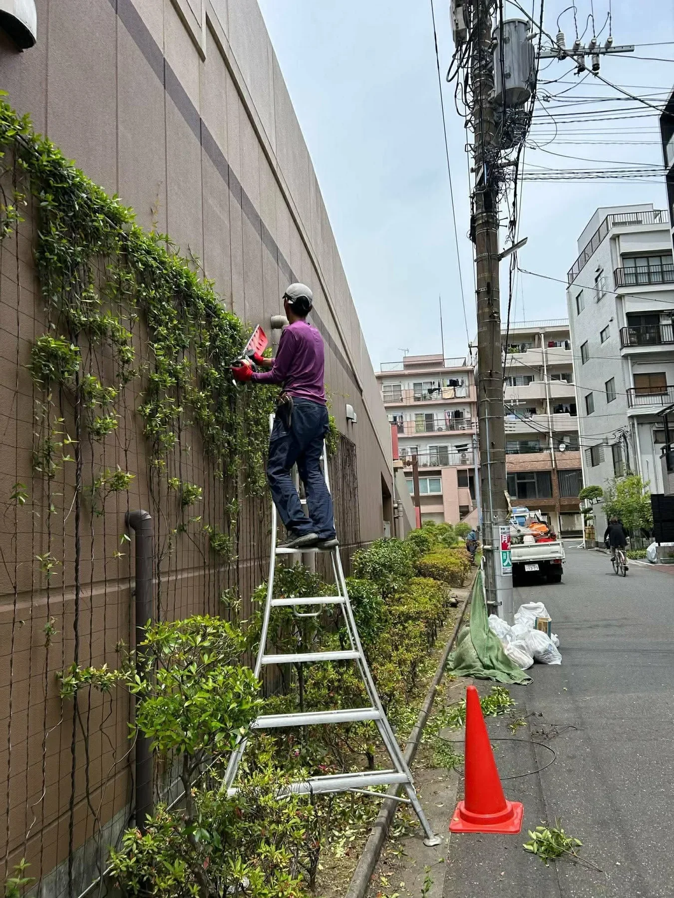 建物沿いで剪定作業をしている様子
